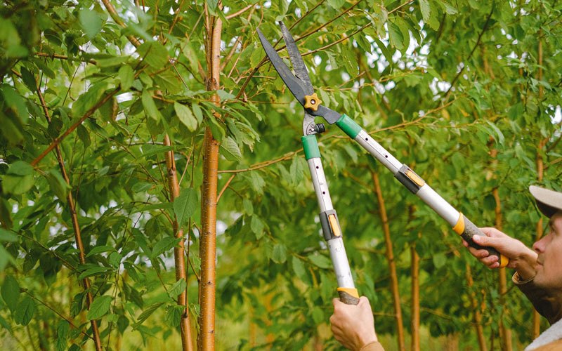 Tree trimming in Willow Island, NE